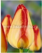 Тюльпаны Американ Дрим 10шт (луковицы) Kebol 5014