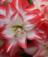 Гиппеаструм/Амариллис Блоссом Пикок гибридный уп 1шт (луковицы) Kebol 8332
